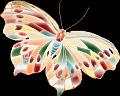 papillons (44)